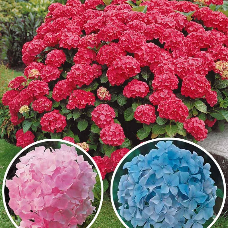 Collection de 3 Hortensias : rouge, bleu, rose - Multicolore