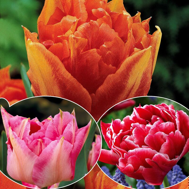Collection de 30 Tulipes doubles Murillo - Multicolore