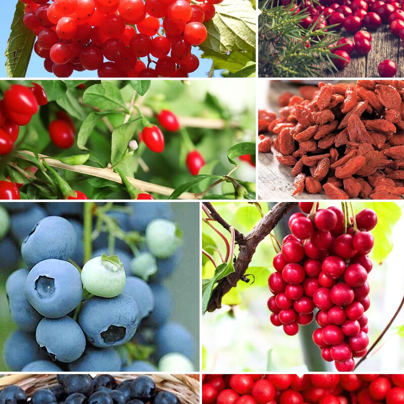 Collection de 4 arbustes à fruits vitaminés - Multicolore