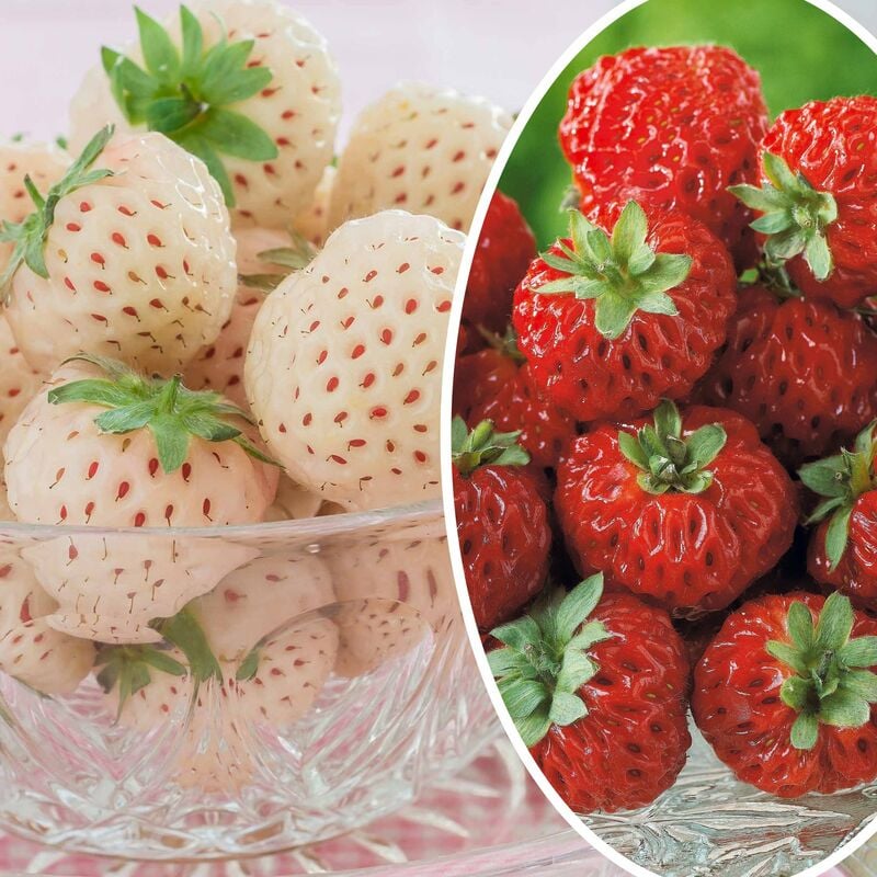 Collection de 4 fraisiers originaux - Rouge