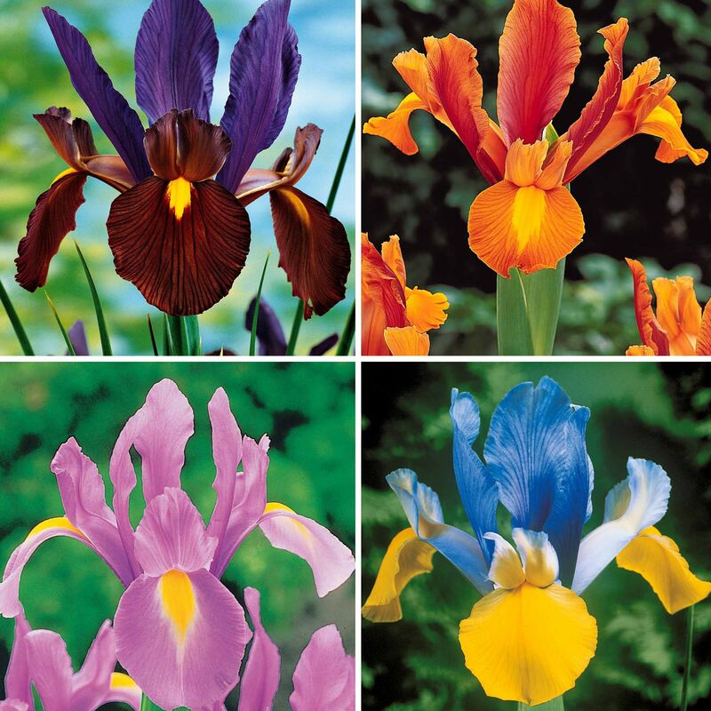 40 Iris de Hollande colorés en mélange - Multicolore