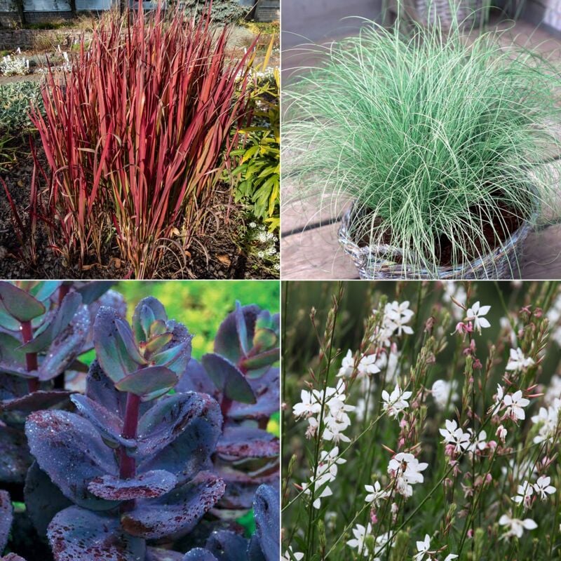 Collection de 7 plantes vivaces à feuillages originaux - Multicolore