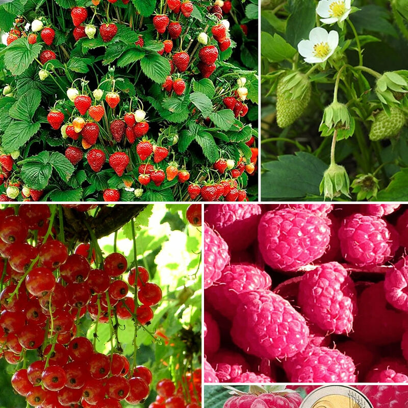 Collection de 9 Fruitiers à fruits rouges - Rouge