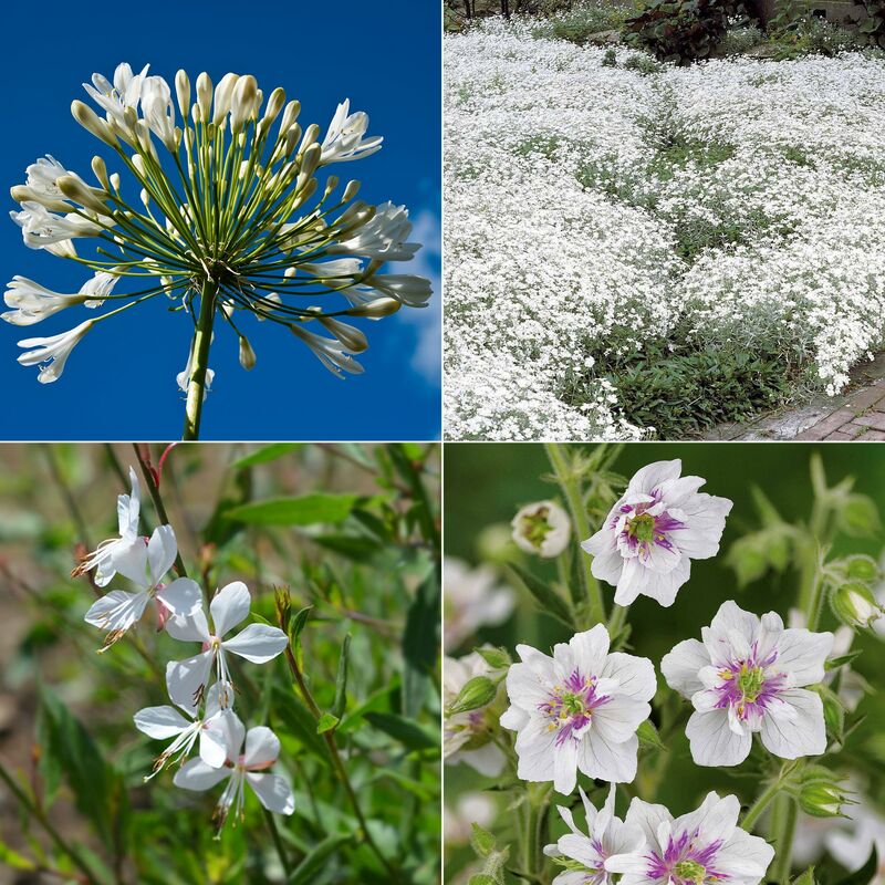 Collection de 9 plantes vivaces à fleurs blanches - Blanc