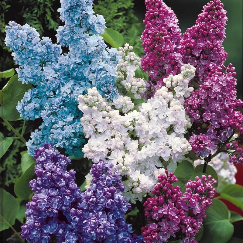 Collection de 4 Lilas doubles : bleu, rouge, lilas, blanc - Multicolore
