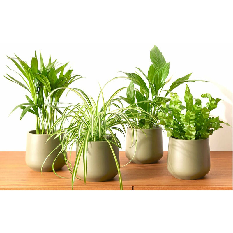 Collection de 4 plantes dépolluantes - Vert