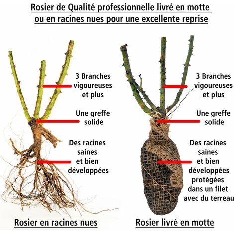 Collection de Rosiers Anglais Her's Ausgreen et Ausgreen's winne - Les 2 rosiers,en motte,3 branches et +. - Les 2 rosiers,en motte,3 branches et +. - Willemse