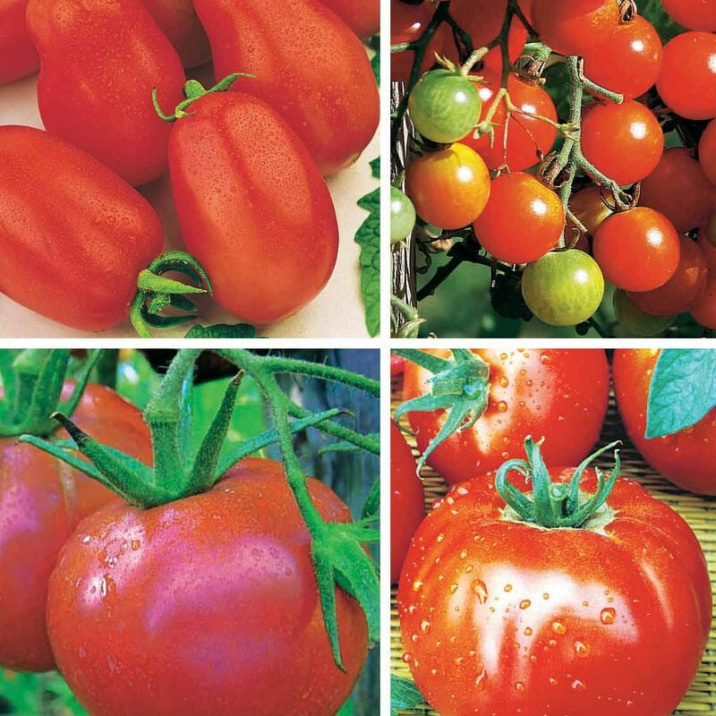 Collection de Tomates - Rouge