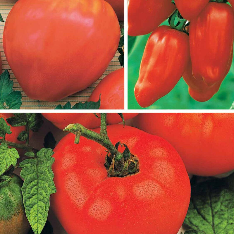 Collection de Tomates savoureuses - Rouge