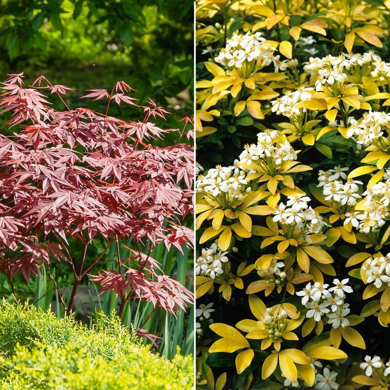 Collection de 2 arbustes : érable pourpre et oranger du Mexique doré - Multicolore