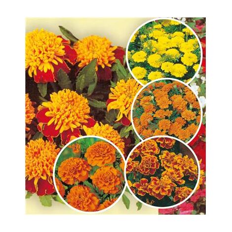 COLLECTION OEILLETS D'INDE - 5 VARIÉTÉS