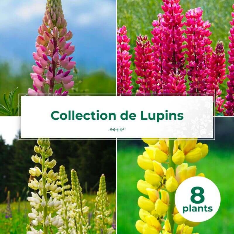 Pepinières Naudet - Collections de 8 Lupins -
