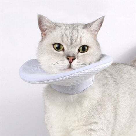 Collerette de protection pour chat