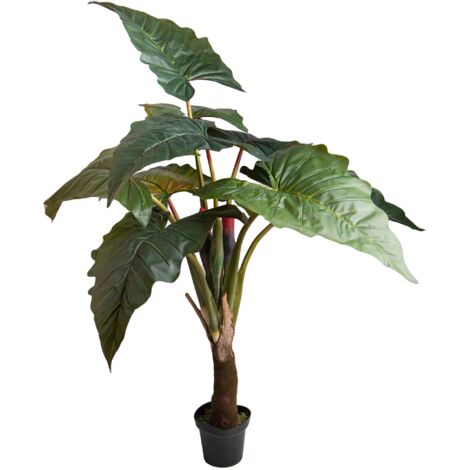 Colocasia Esculenta H 165 cm