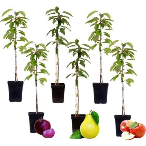 Colonnes de fruits - Set de 6 - Pomme, poire, prune - Hauteur 60-70cm - ⌀9cm
