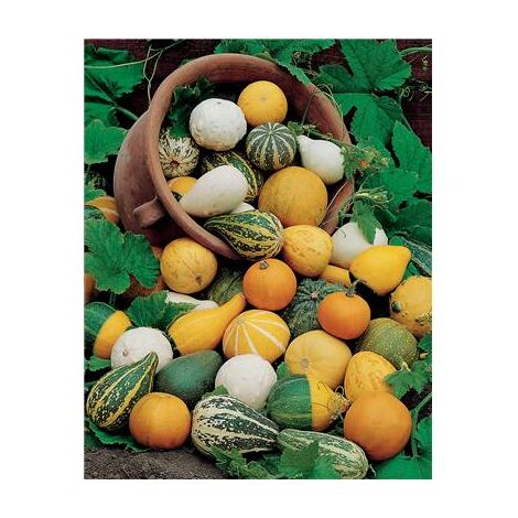 COLOQUINTE MELANGE - Graines de fleurs - 3 G