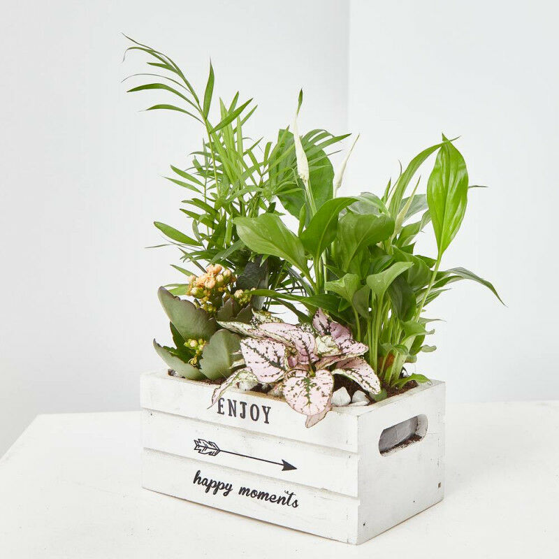 

Composicion Plantas Caja Madera Pequeña