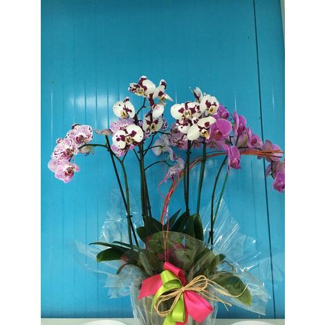 Composizione 3 Phalaenopsis in vaso trasparente