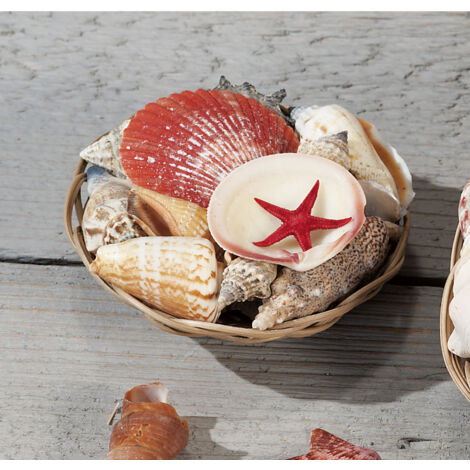 COMPOSIZIONE DECORATIVA D.10XH6CM CON CONCHIGLIE