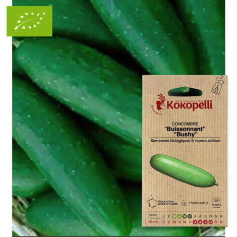 Concombre Buissonnant Bushy