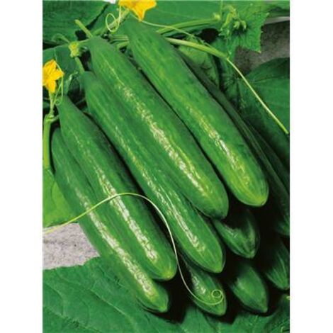 CONCOMBRE CROKDELIS HF1 - 15 GRAINES - graine