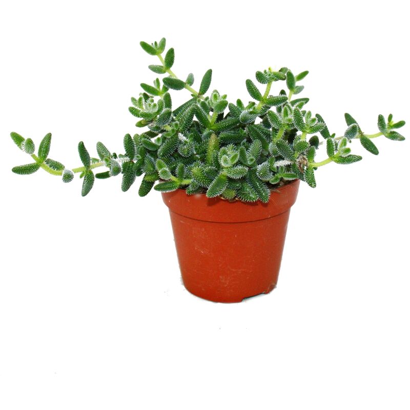 Exotenherz - Concombre - Delosperma echinatum - pot de 12cm