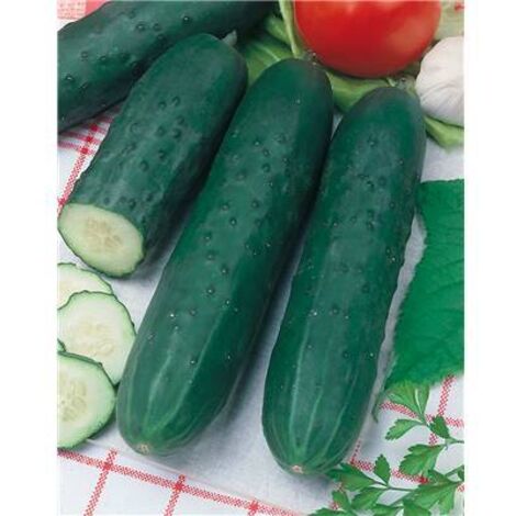 CONCOMBRE VERT LONG ANGLAIS EPINEUX - graine