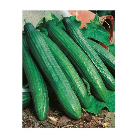 CONCOMBRE VERT LONG MARAICHER - 3 G - graines