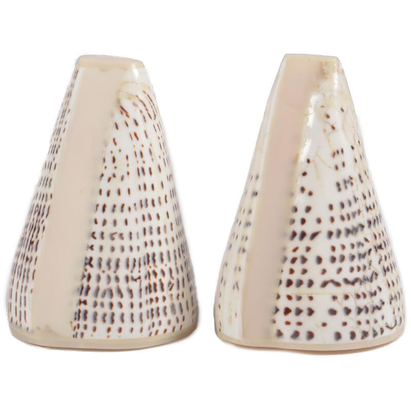 CONE - Duo Salière et Poivrier en Coquillage Naturel - 6.5 à 9.5cm - Fait Main - Pièces Uniques - Finition Résine - Style Bord de Mer