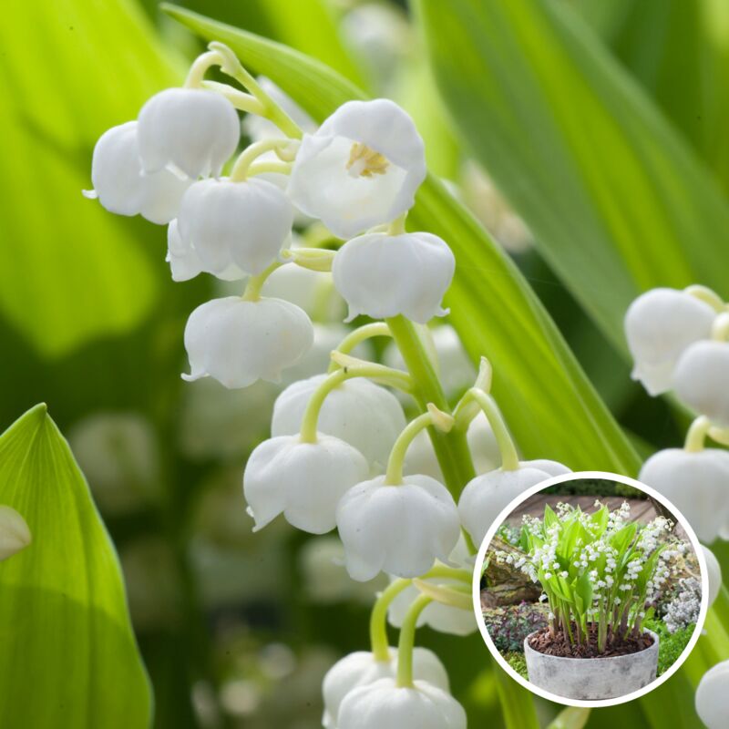 Plant In A Box - Convallaria Majalis 'Muguet' - rhizome / bulbe à fleur - Lot de 10 - Blanc