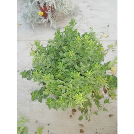 Convolvulus Mauritanicus 17