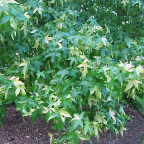 Copalme d'Amérique Albomarginata Manon, Liquidambar/Pot de 15L - Baliveau