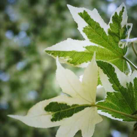 Copalme d'Amérique Silver King, Liquidambar/Pot de 15L - Baliveau