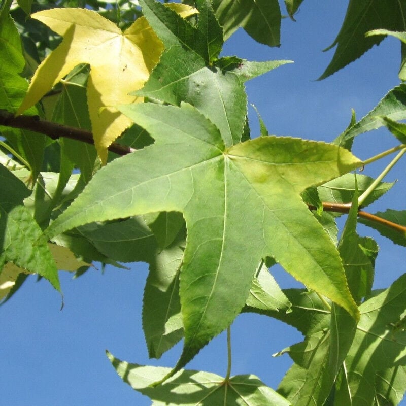 Copalme d'Amérique/Pot de 7,5L