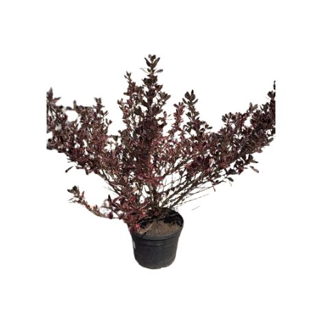 Coprosma repens multicolor