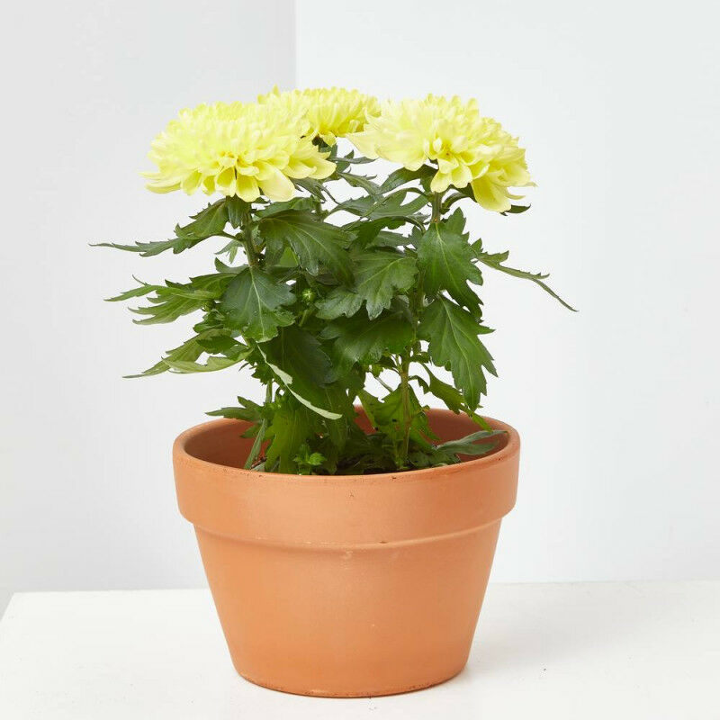 

Margarita Hibrida Variedades