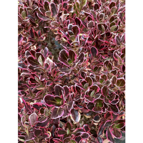 Coprosme, Plante miroir 'Pacific Dawn' Pot de 2L/3L