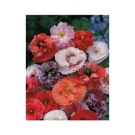Coquelicot double varié - 1,5g