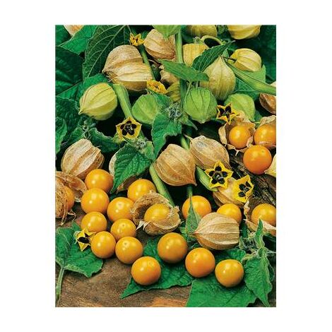 Coqueret du Pérou physalis – Graines de potager 0.5 g – Période de semis : printemps – Fruits jaunes ambrés au goût acidulé – Fabre Graines