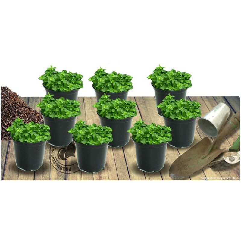 Corbeille d'argent caucasica Rosea/Lot de 9 godets - Rose