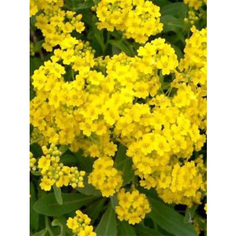 Corbeille d'or, Alysse des rochers 'Goldkugel' Godet de 8/9 cm