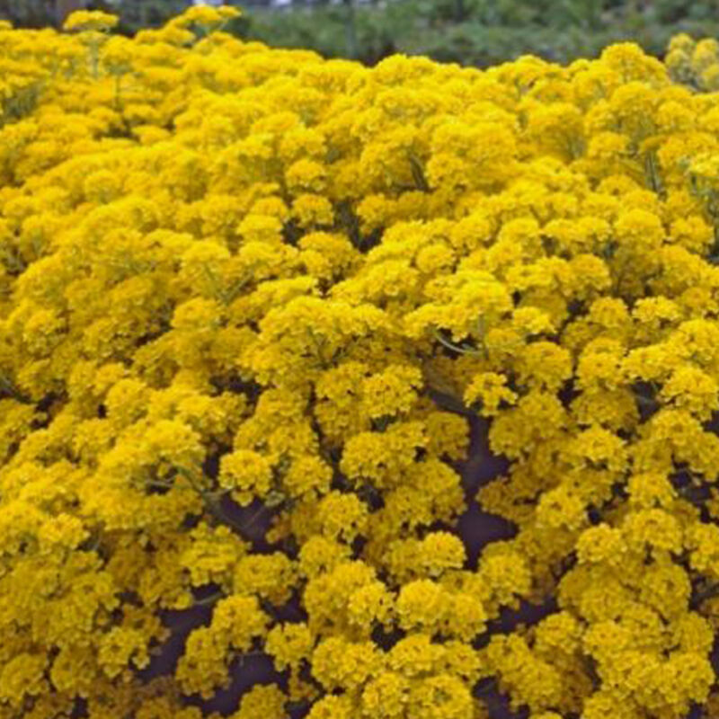 4 x Corbeille d'or - Aurinia saxatilis 'Compacta' - godet 9x9