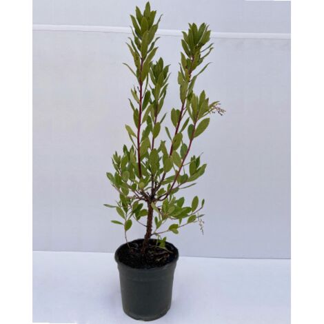 Corbezzolo "Arbutus unedo" Strawberry Tree pianta da frutta in vaso 18 cm