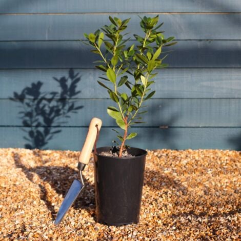 VIVAIO DI CASTELLETTO Corbezzolo "Arbutus unedo" strawberry tree pianta da frutta in vaso biodegradabile 8 cm
