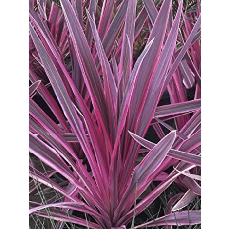 Cordyline australe 'Charlie Boy' 80 cm – Feuillage pourpre bordé de rose – Exposition soleil – Pot de 4L/5L