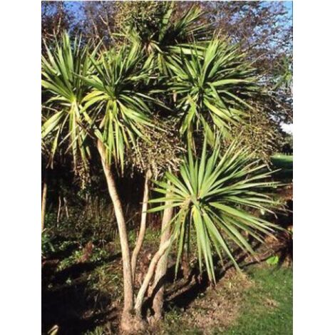 Cordyline australe Pot de 3L/4L