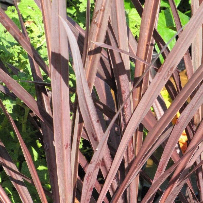 Cordyline australe Purpurea/Pot de 4L