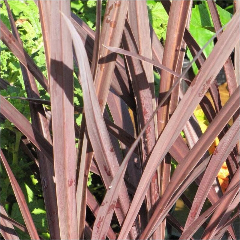 Cordyline australe Red Star/Pot de 4L