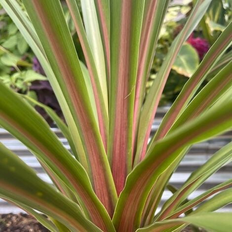 Cordyline pianta