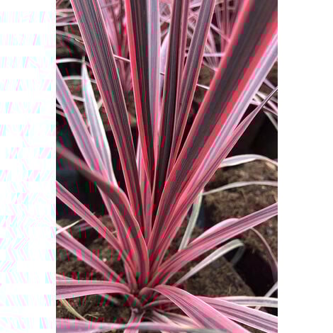 Cordyline 'Charlie Boy' Taille du pot - Pot de 5 Litres